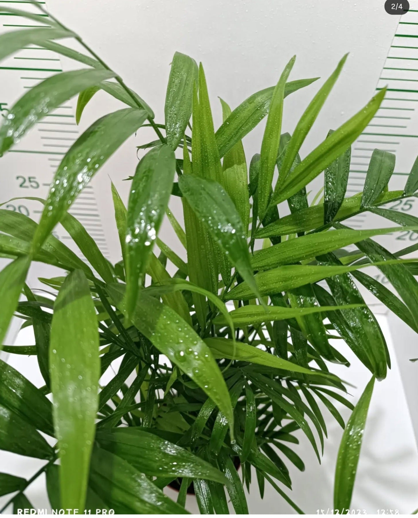 Dağ Palmiyesi - Chamaedorea Elegans Ithal-30-40 Cm