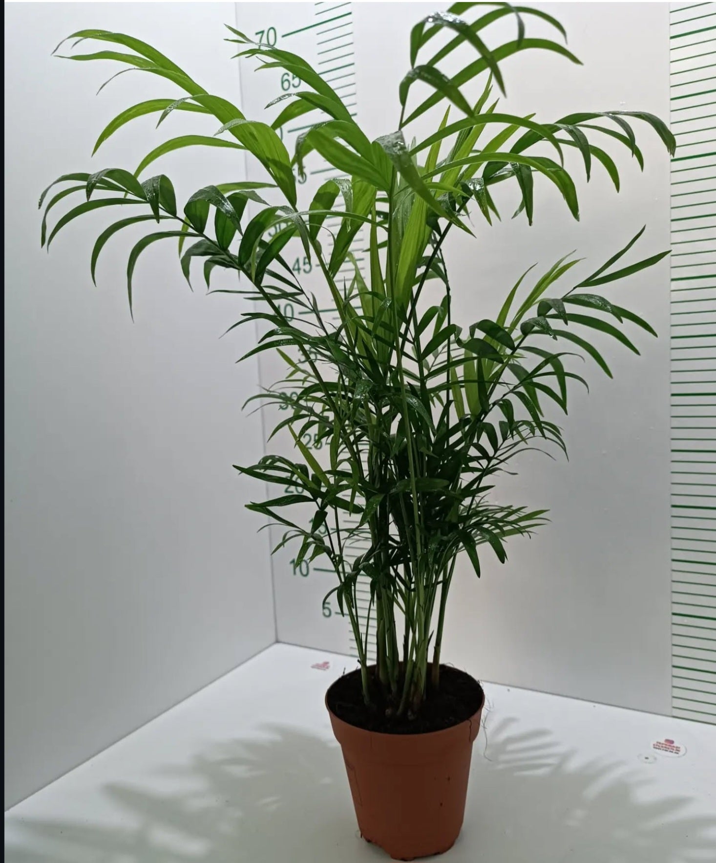 Dağ Palmiyesi - Chamaedorea Elegans Ithal-30-40 Cm