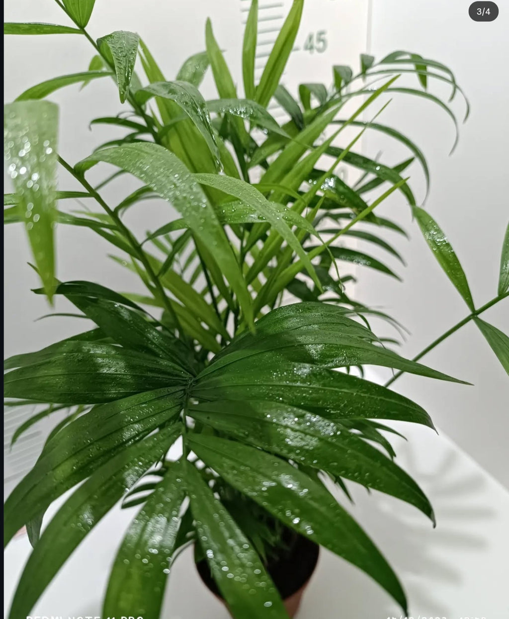 Dağ Palmiyesi - Chamaedorea Elegans Ithal-30-40 Cm