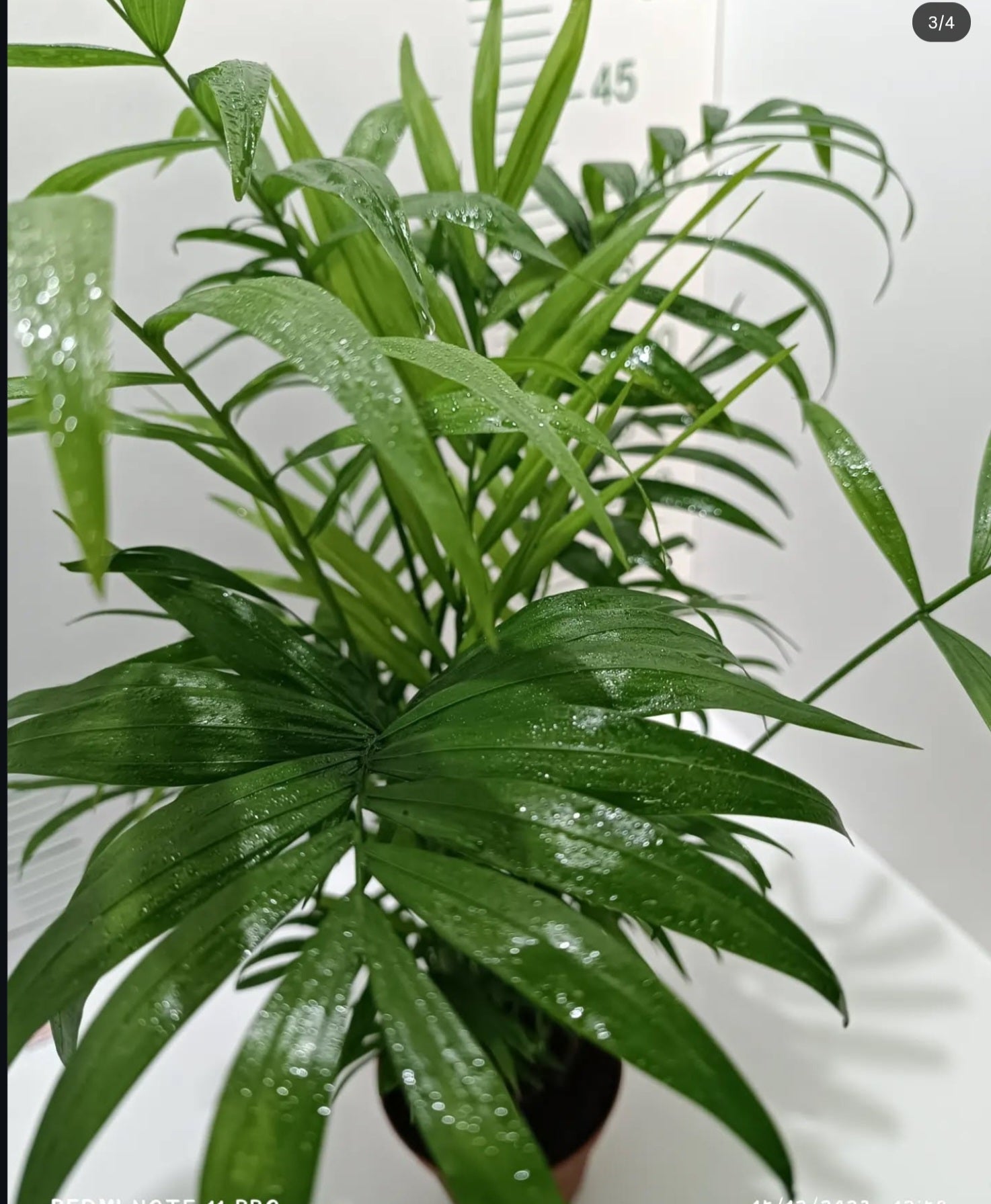 Dağ Palmiyesi - Chamaedorea Elegans Ithal-30-40 Cm